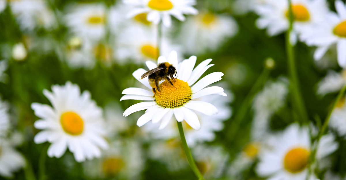 Bumblebees