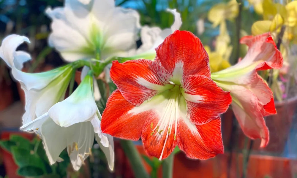 How to Grow and Care for Amaryllis Plants