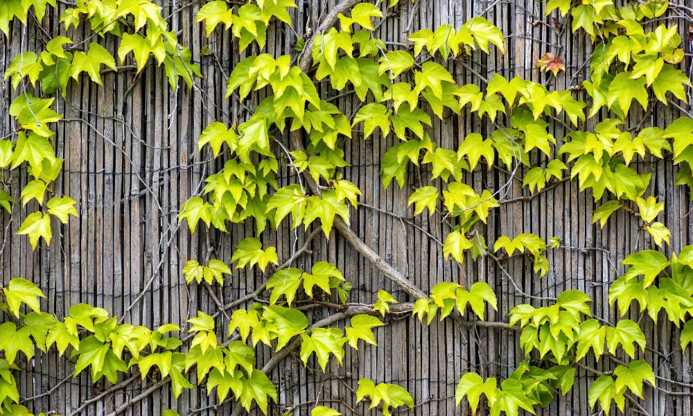 Choosing and Growing Climbing plants