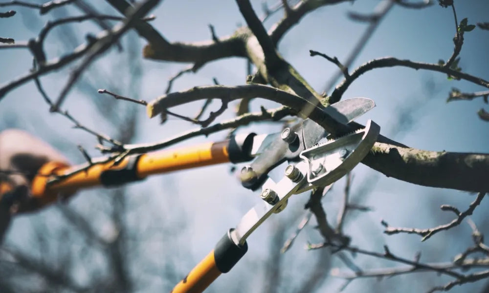 December Pruning