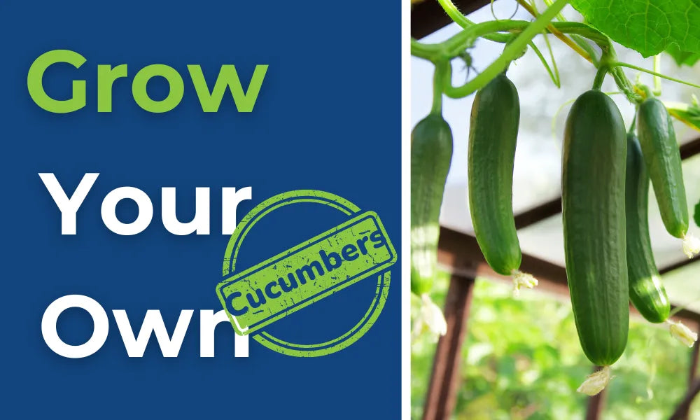 Growing Cucumbers 🥒