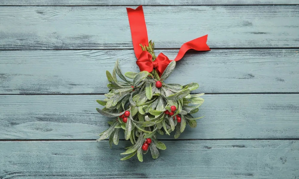 Mistletoe | Christmas Plants & Gardening | kennedys.ie – Kennedy's Home ...