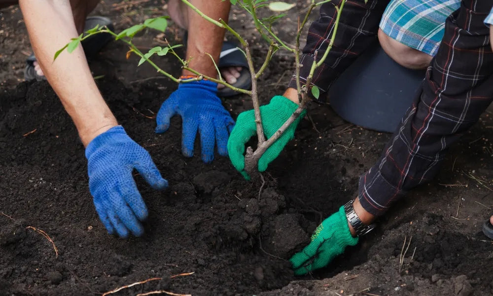 Moving Shrubs and Perennials
