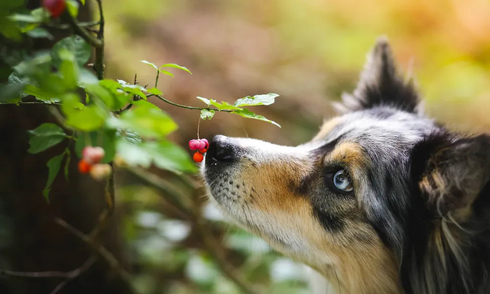 What Plants are Toxic & Not Toxic for Your Pets 🐶