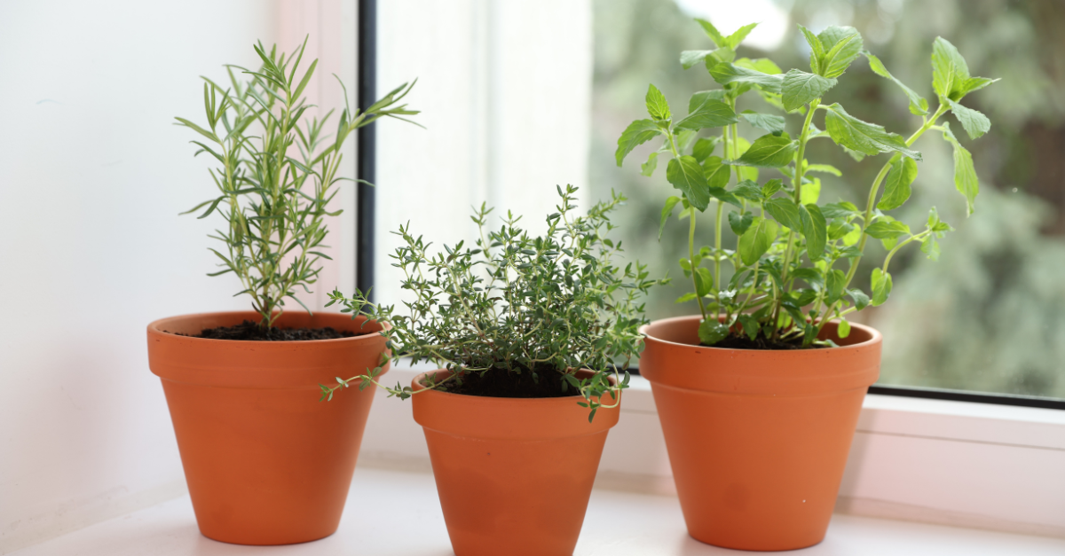 Potted Herbs