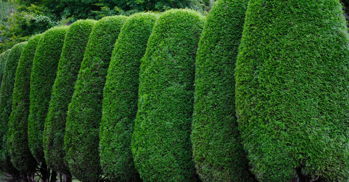 Privacy Hedging