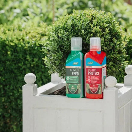 Westland Buxus 2 in 1 Feed and Protect 2 x 500ml