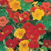 Unwins Nasturtium Alaska Mix