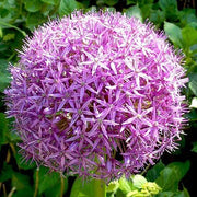 Allium Christophii