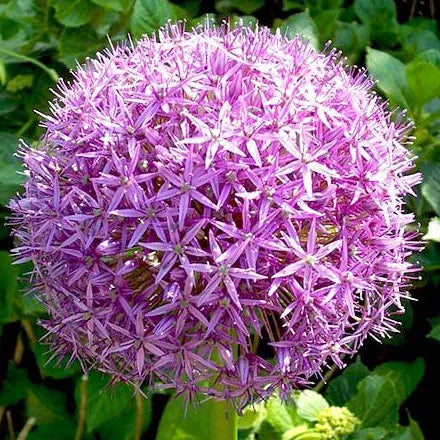 Allium Christophii