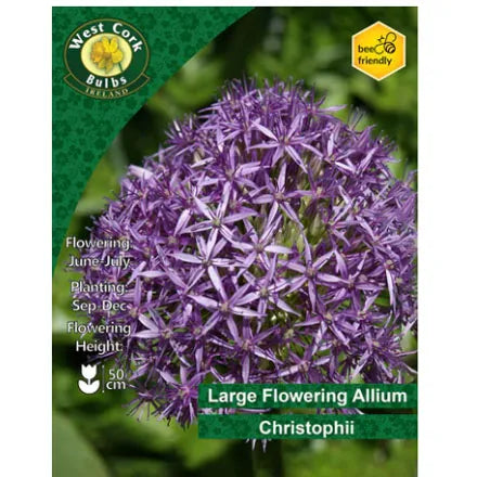 Allium Christophii