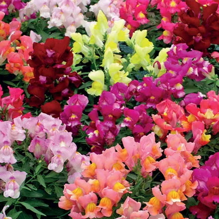 Unwins Antirrhinum Snappy Mix Seeds