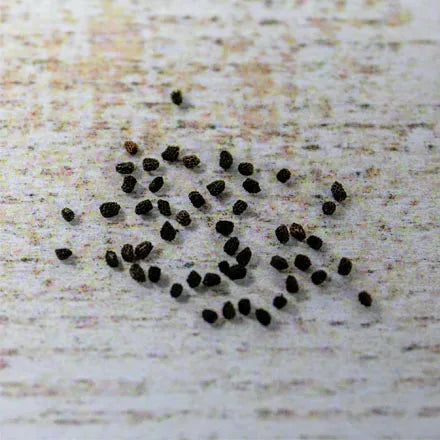 Unwins Antirrhinum Snappy Mix Seeds