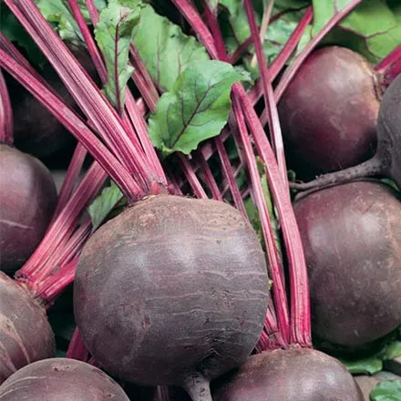 Beetroot Round Detroit 2 Seeds