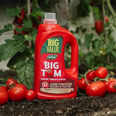 Westland Big Tom Super Tomato Concentrate 1L + 25% Extra Free
