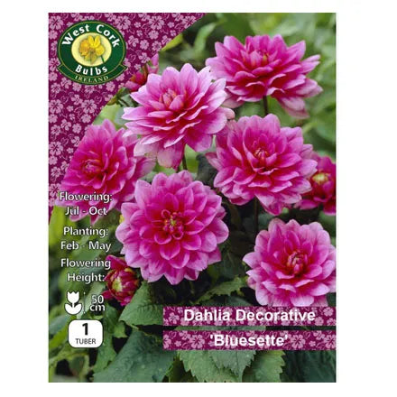 Dahlia Decorative Bluesette