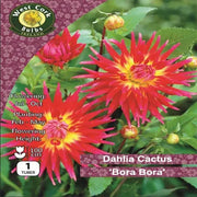 Dahlia Cactus 'Bora Bora' Bulbs