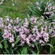 Chionodoxa Forbesii 'Pink Giant'