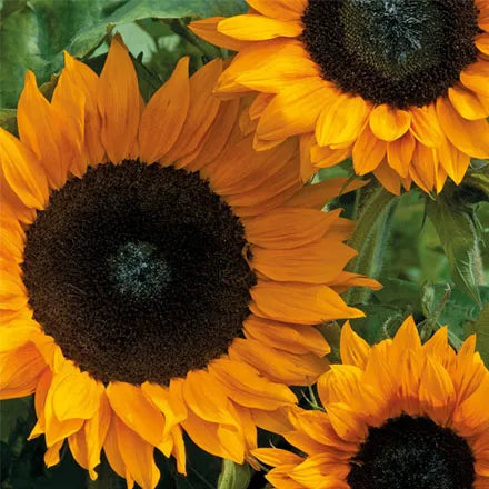 NH Sunflower Copper Queen