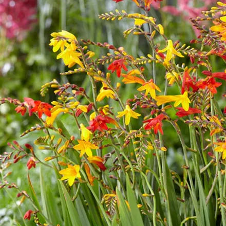 Crocosmia Crocos Small Flowering Mix Bulbs