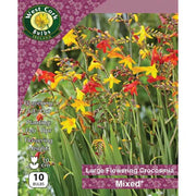 Crocosmia Crocos Small Flowering Mix Bulbs