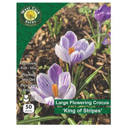 Crocus Large Flow 'King of Stripes' 50 Bulbs