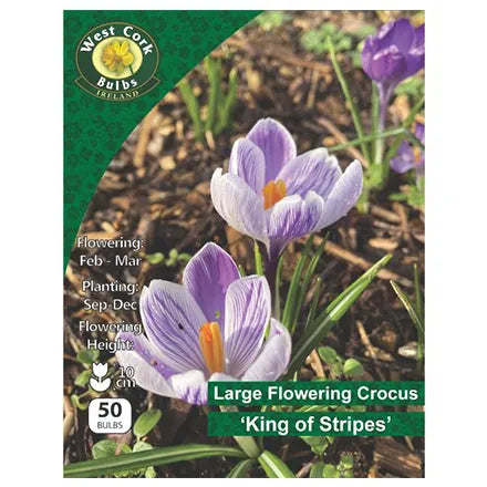 Crocus Large Flow 'King of Stripes' 50 Bulbs
