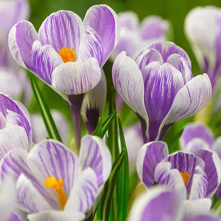 Crocus Large Flow 'King of Stripes' 50 Bulbs