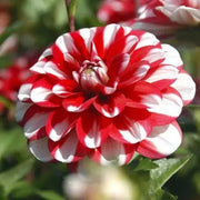 Dahlia Decorative 'Jamaica ' Bulbs