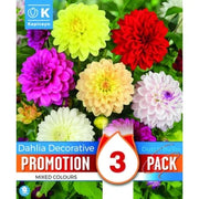 Dahlia Decorative Mixed Colours X3 I