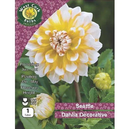 Dahlia Decorative 'Seattle' Bulbs