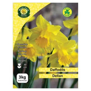 Dellan Daffodils 3Kg Net 