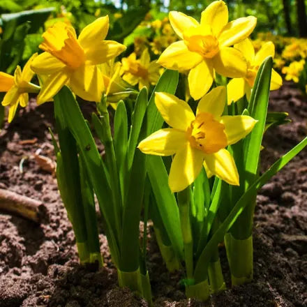 Daffodil Dutch Master 3kg Net
