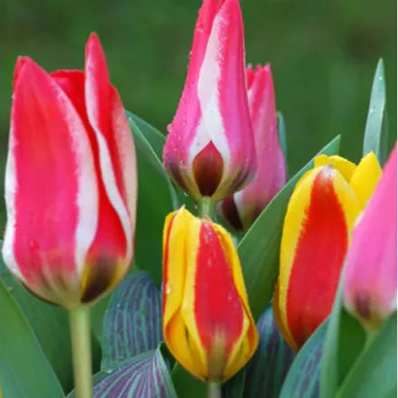 Mixed Dwarf Single Tulips Bulbs