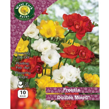 Freesia Double Mixed