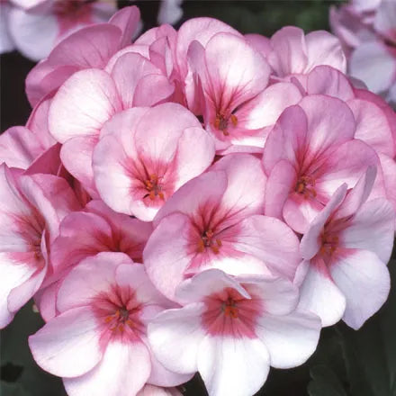 Unwins Geranium Horizon Star Seeds