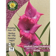 Gladioli Long Flowering Hugo
