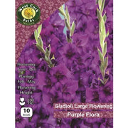 Gladioli Long Flowering Purple Flora