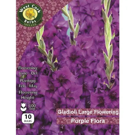Gladioli Long Flowering Purple Flora