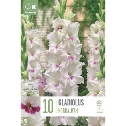 Gladiolus Norma Jean X10 12/14