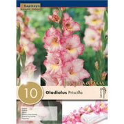Gladiolus Priscilla X10 12/14
