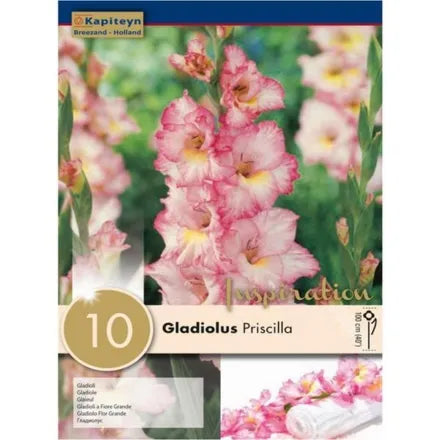 Gladiolus Priscilla X10 12/14