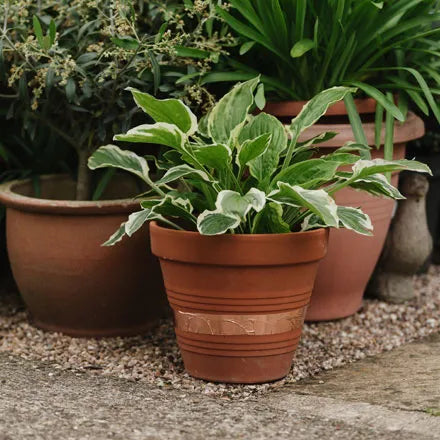 Growing Success Slug Barrier Copper Tape
