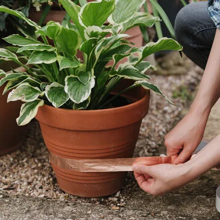 Growing Success Slug Barrier Copper Tape