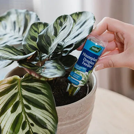 Houseplant Droplet Feeder 40ml