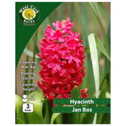 Hyacinth Jan Bos 3 Bulbs Prepack