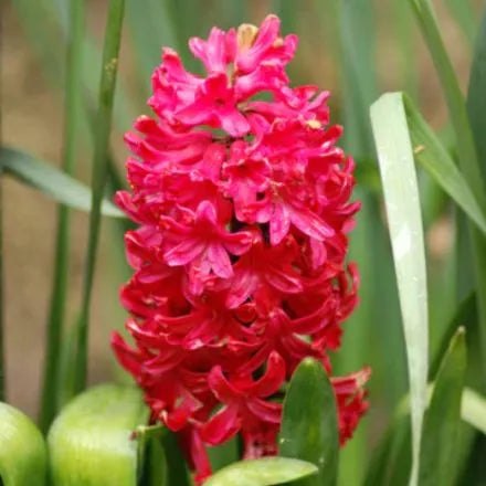 Hyacinth Jan Bos 3 Bulbs Prepack