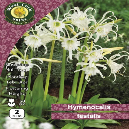 Hymenocalis 'Festalis '