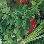 Unwins Italian Giant Parsley Seeds