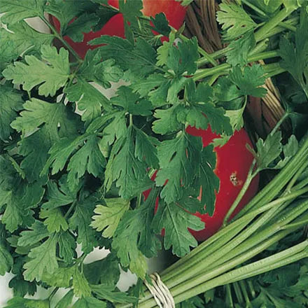 Unwins Italian Giant Parsley Seeds